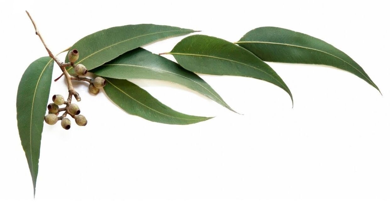Hondrolife contén aceite esencial de eucalipto